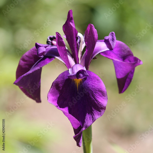 Violet flower or Iris ensata or Japanese water iris photo