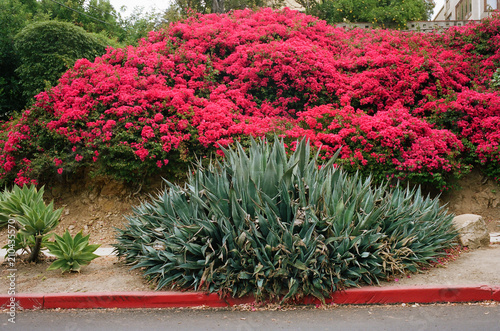 Pink Flowers Bush Cactus Los Angeles Silver Lake Street