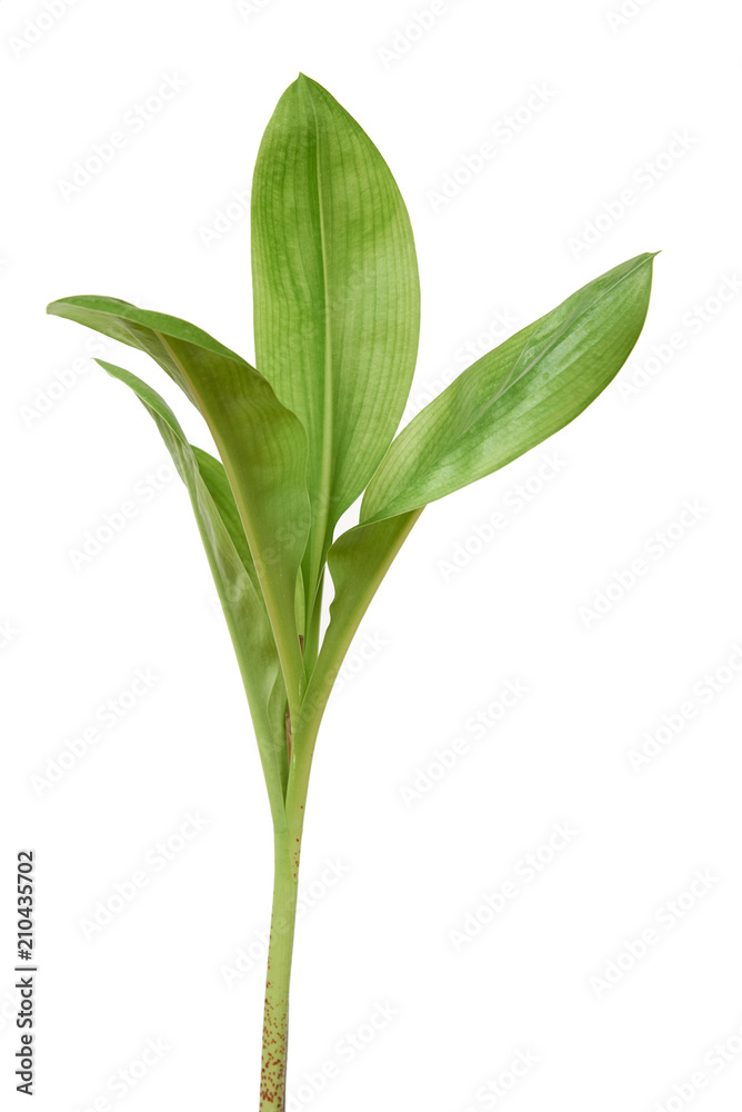 Scadoxus leaves isolated on white background