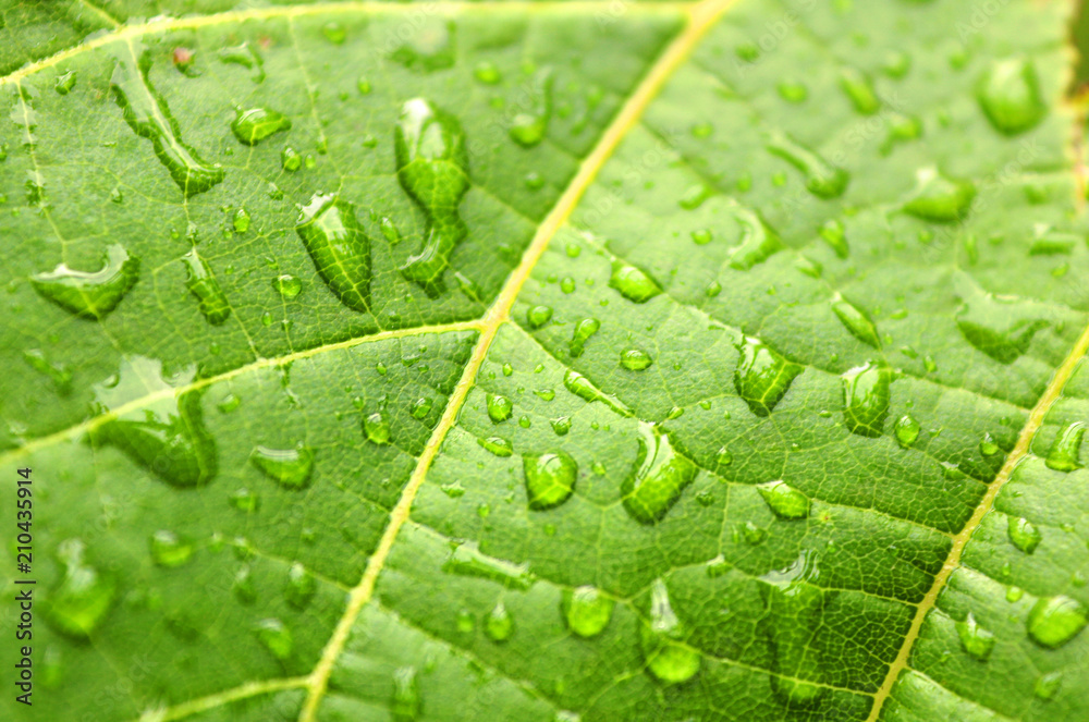 Rain drops on the leaf in the rainy weather (close up) Rain drops on the leaf in the rainy weather (close up)