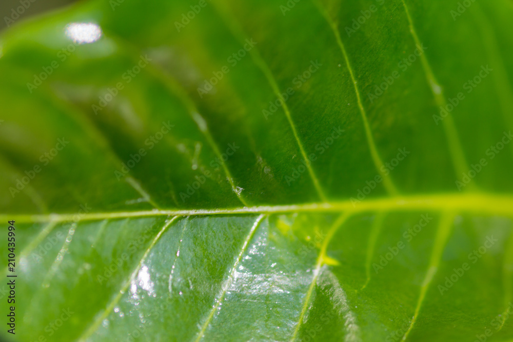 Grünes Blatt Grünes Blatt