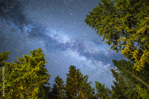 Pine trees silhouette Milky Way night sky