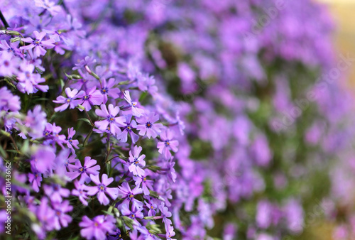 A lot of small purple flowers with blurred background