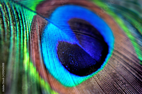 Peacock Feather in macro for background or wallpaper. Blue green teal brown. © Kateryna