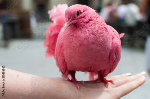 Pink Bird