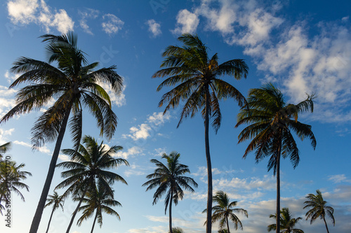 Numerous palm trees pointing to the sky during sunset