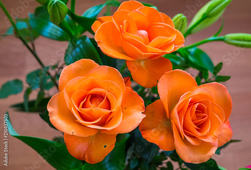 Colorful  beautiful  delicate flower rose in the garden