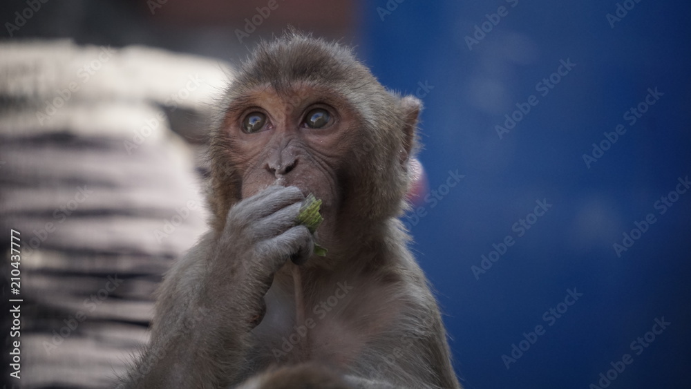 Fototapeta premium monkey baby 3