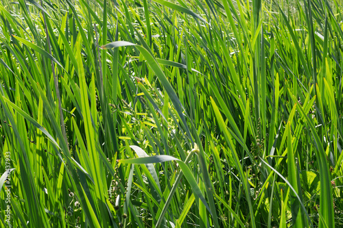 Grass, green reed at the water edge