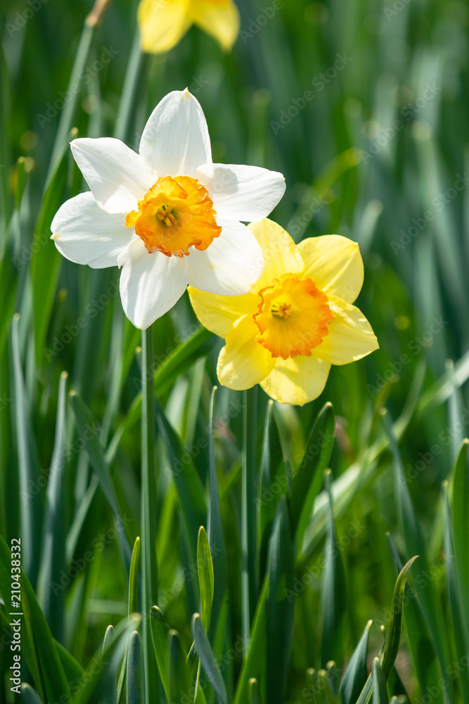 白と黄色のスイセン