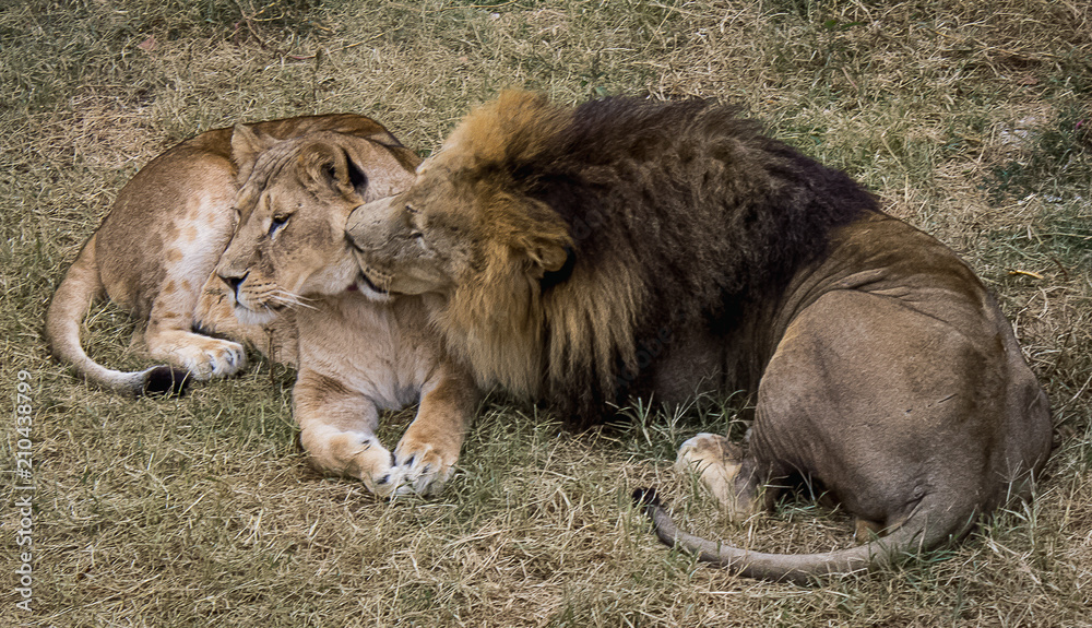 Naklejka premium The king of animals