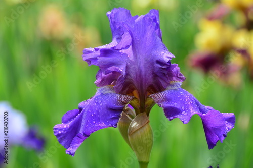 Fototapeta Naklejka Na Ścianę i Meble -  Violet iris in the garden