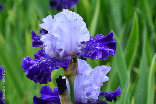 Fototapeta Naklejka Na Ścianę i Meble -  Beautiful blue irises 