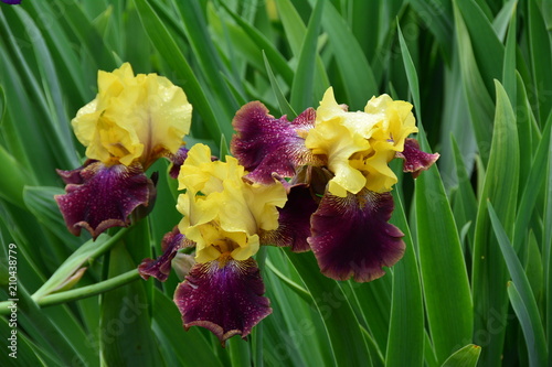 Fototapeta Naklejka Na Ścianę i Meble -  Irises in the garden 