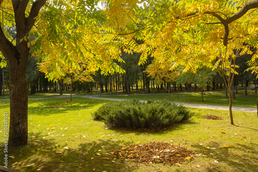 Naklejka premium Colorful Golden foliage in the autumn Park