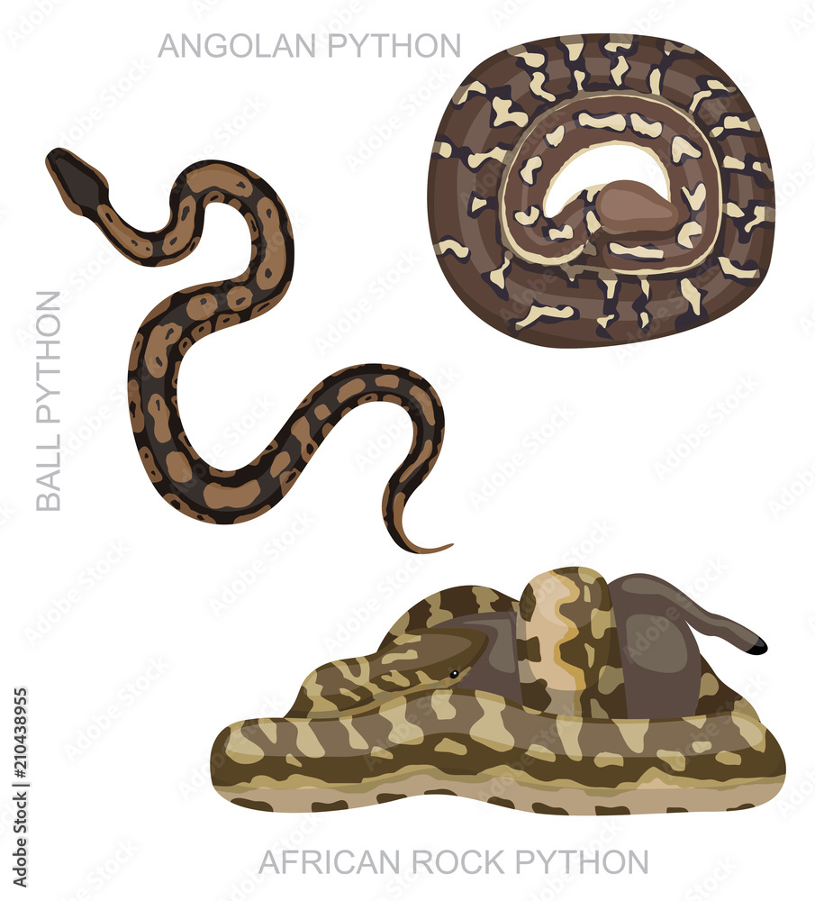 Fototapeta premium Snake African Python Set Cartoon Vector Illustration