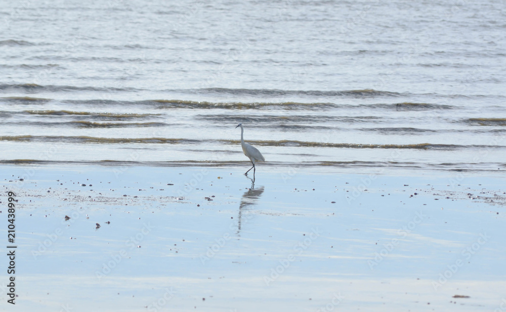 The heron hunts for fish and walking on the beach of sea. 