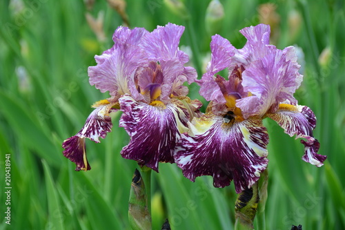 Unusual iris flowers