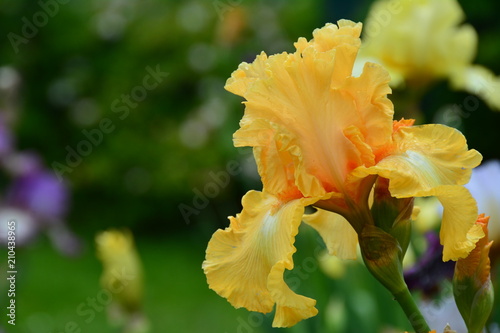 Fototapeta Naklejka Na Ścianę i Meble -  Light yellow iris flower 