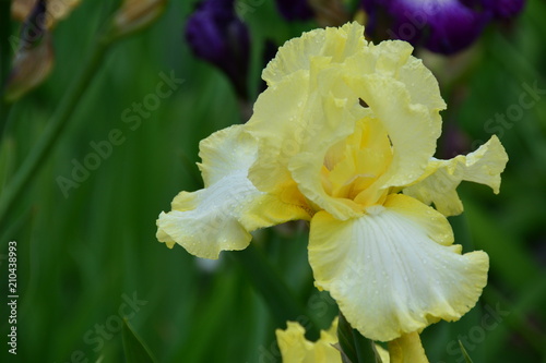 Fototapeta Naklejka Na Ścianę i Meble -  Beautiful yellow iris flower in the garden