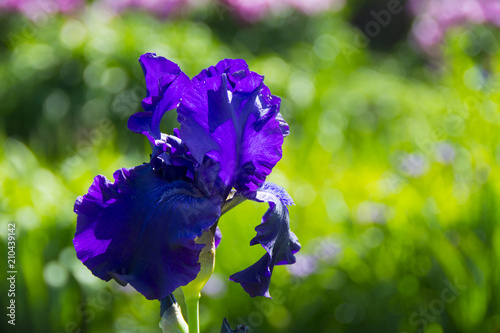 Fototapeta Naklejka Na Ścianę i Meble -  Blooming dark blue iris flower