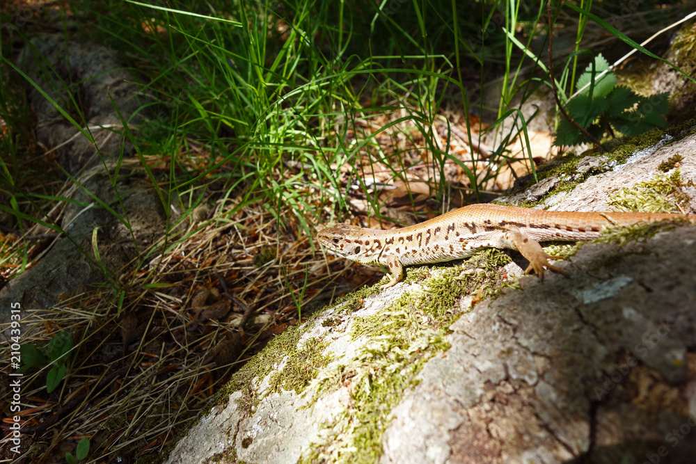 Lizard Lizard