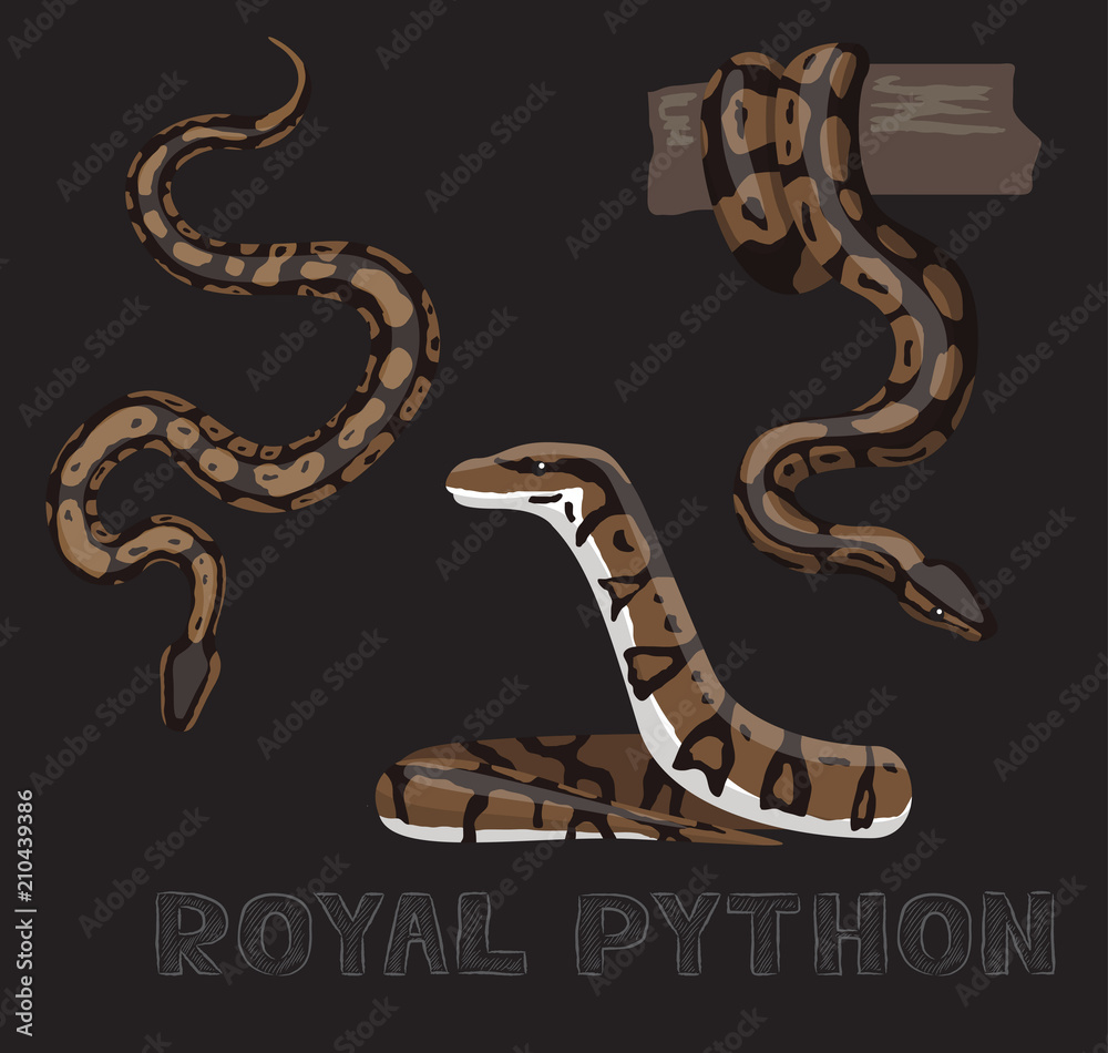 Naklejka premium Wąż Royal Python ilustracja kreskówka wektor