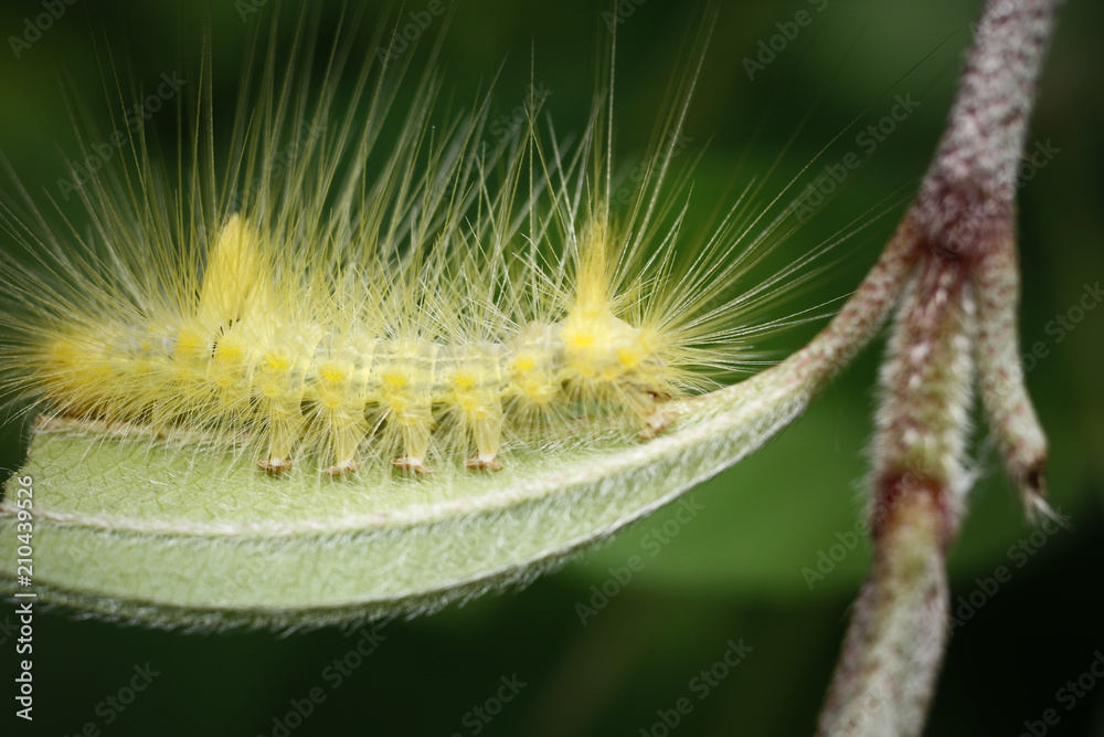 Caterpillar or Saturnia pavoni above a leaf