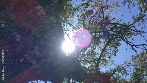 Escena de arbol a contraluz. photo