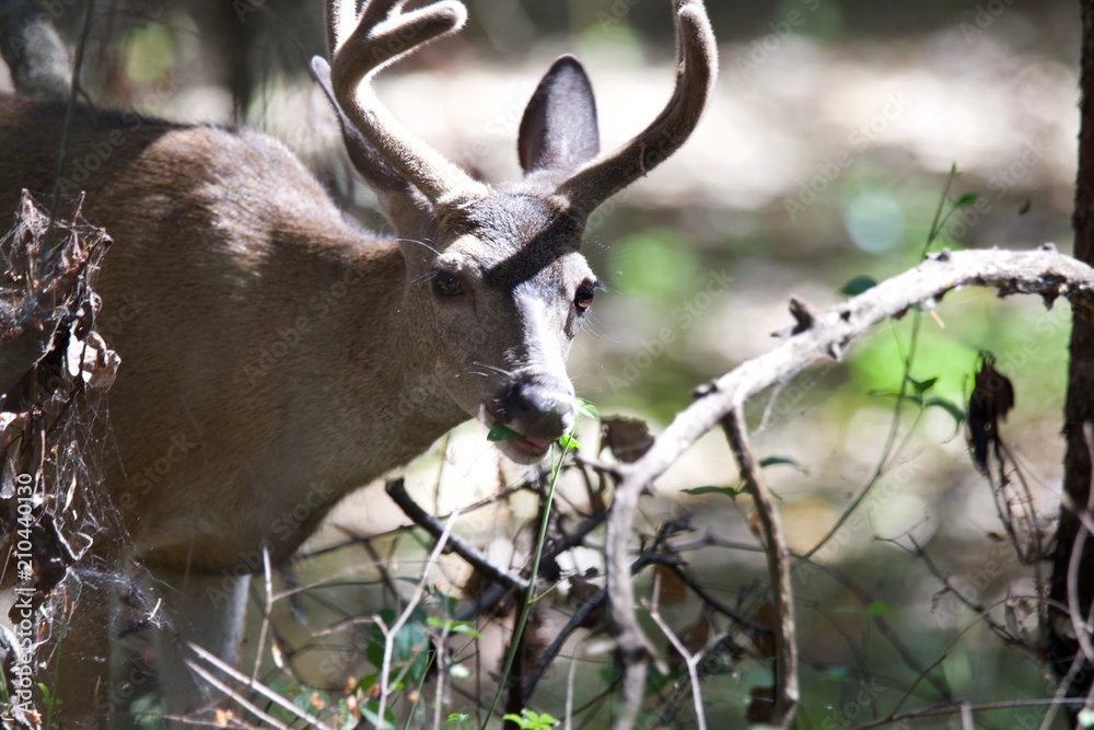Shiloh Ranch Regional California deer.  The park includes oak woodlands, forests of mixed evergreens, ridges with sweeping views of the Santa Rosa Plain, canyons, rolling hills, a shaded creek, and a 