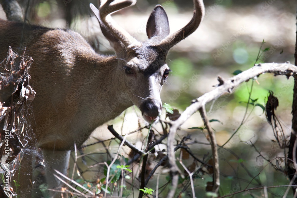 Shiloh Ranch Regional California deer.  The park includes oak woodlands, forests of mixed evergreens, ridges with sweeping views of the Santa Rosa Plain, canyons, rolling hills, a shaded creek, and a 