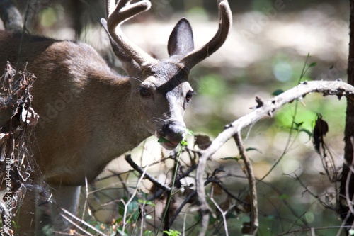 Shiloh Ranch Regional California deer.  The park includes oak woodlands, forests of mixed evergreens, ridges with sweeping views of the Santa Rosa Plain, canyons, rolling hills, a shaded creek, and a  photo