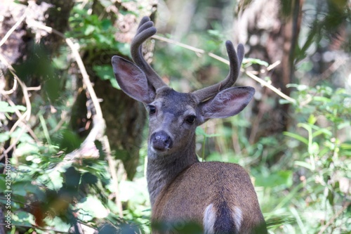 Shiloh Ranch Regional California deer.  The park includes oak woodlands, forests of mixed evergreens, ridges with sweeping views of the Santa Rosa Plain, canyons, rolling hills, a shaded creek, and a  © Alexei