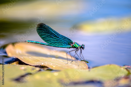Beautiful Demoiselle sits on the river grass