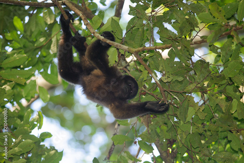 Brown Woolly Monkey (Lagothrix lagotricha) © salparadis