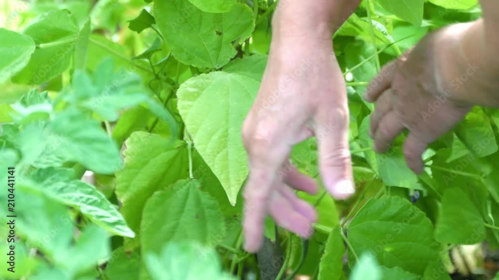 Female farmer on the farm, picking beans. Green broad beans picking. 4K Female farmer on the farm, picking beans. Green broad beans picking. 4K
