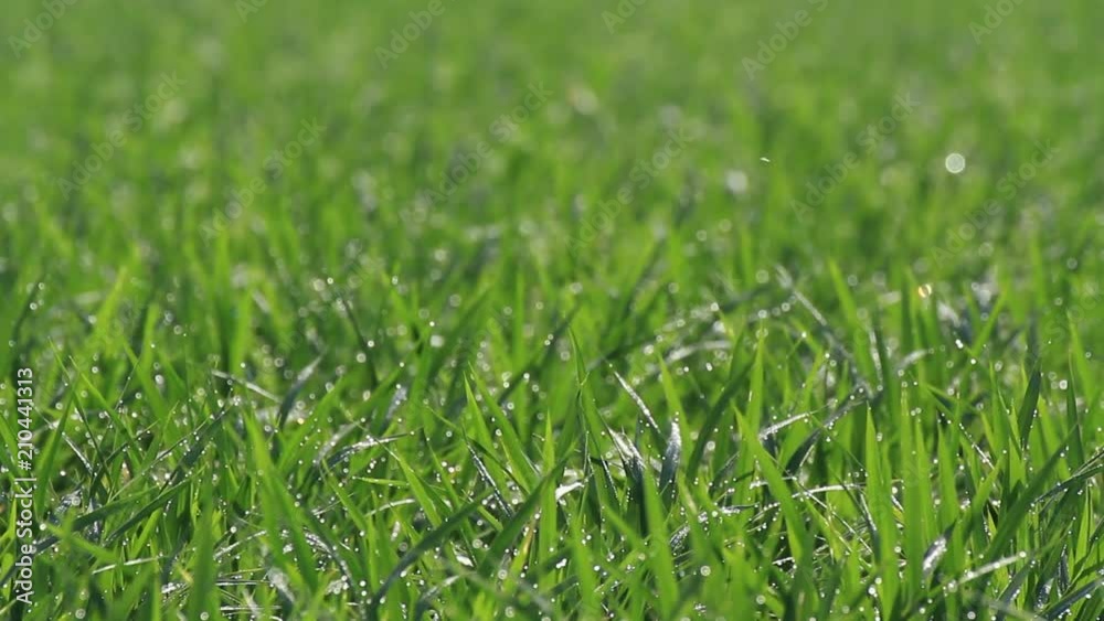 きらめく水滴　初夏の水田　あきたこまち　日本の風景　田舎　農業