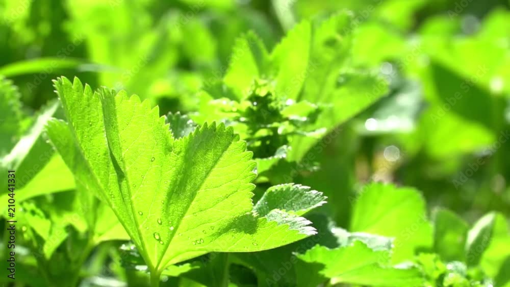 Green grass in the dew