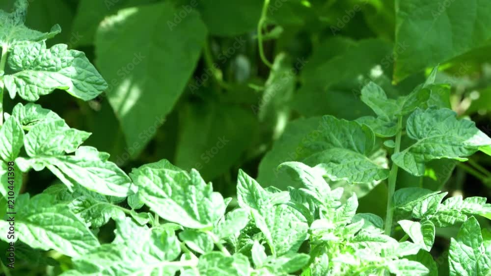 Female farmer on the farm, picking beans. Green broad beans picking. 4K Female farmer on the farm, picking beans. Green broad beans picking. 4K
