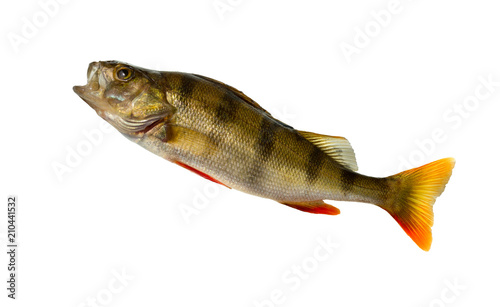 Fish isolated on white background with clipping path. Perch.