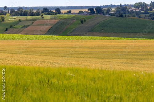 defocusing. field of oats, wheat and barley against a blue sky background