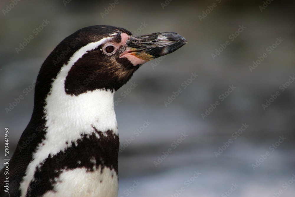 Obraz premium Penguin Detail Side View Closeup