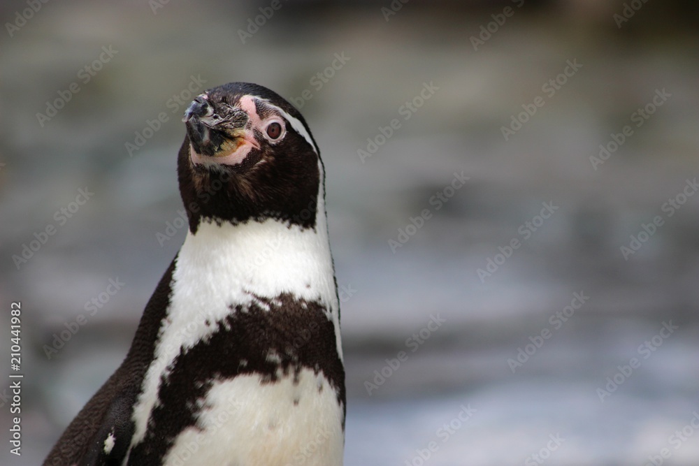 Fototapeta premium Penguin Detail Closeup