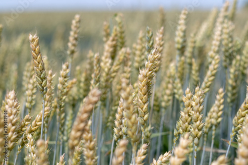 wheat field on blue sky background