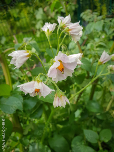 Kartoffelblüten photo