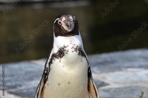 Penguin Detail Closeup