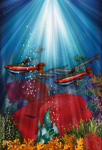 Underwater banner with fish Cardinal tetra and Herichthys Carpintis Super Red, vector illustration photo