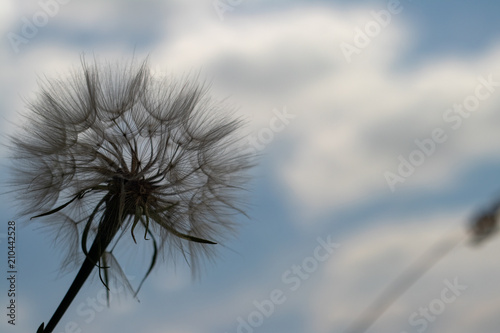 defocusing. dandelion flower on blue sky background