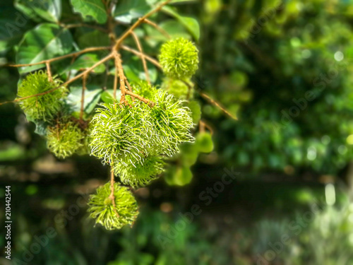 Rambutan green background blur