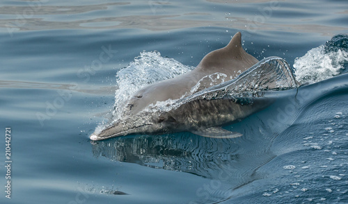 playful humpback dolphins in a coastal waters of Musandam Oman photo
